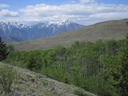 Aspen gully