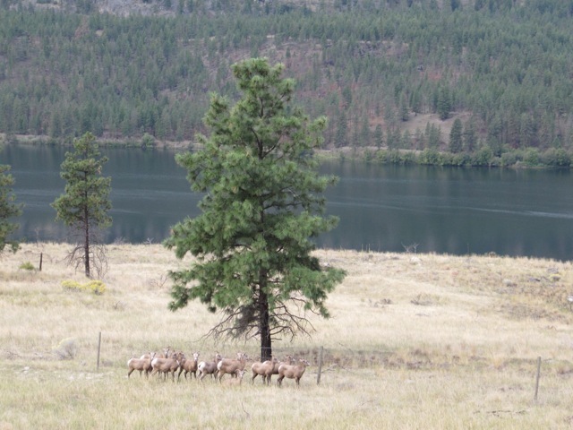 Bighorn sheep
