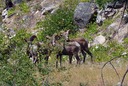 Bighorn sheep