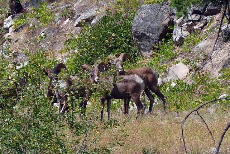 Bighorn sheep