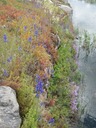 Blackwell Pond flowers