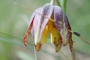 Chocolate Lily