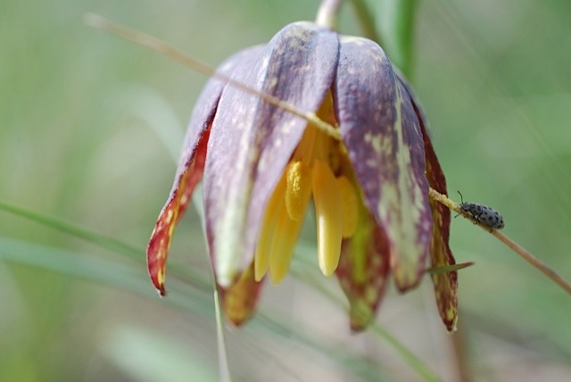 Chocolate Lily