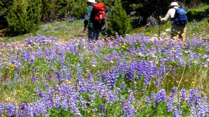 Dick Art & lupines
