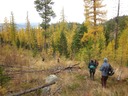 Down through the larches
