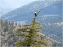 Eagle - Twin Lakes Reccy