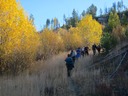 Fall willows