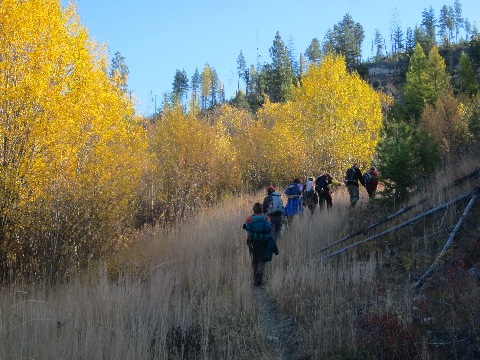 Fall willows