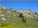 Flowers on Sheep Rock