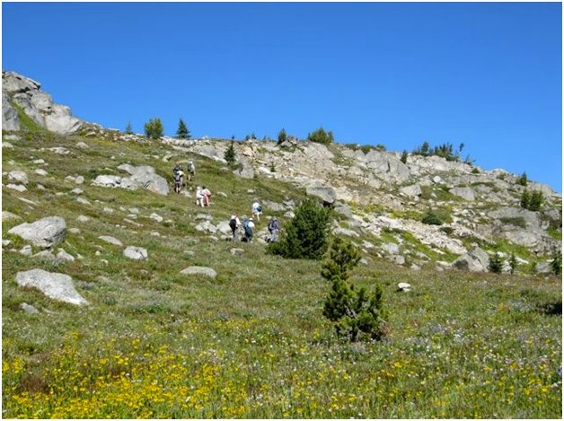 Flowers on Sheep Rock