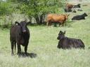 Greeted by cows