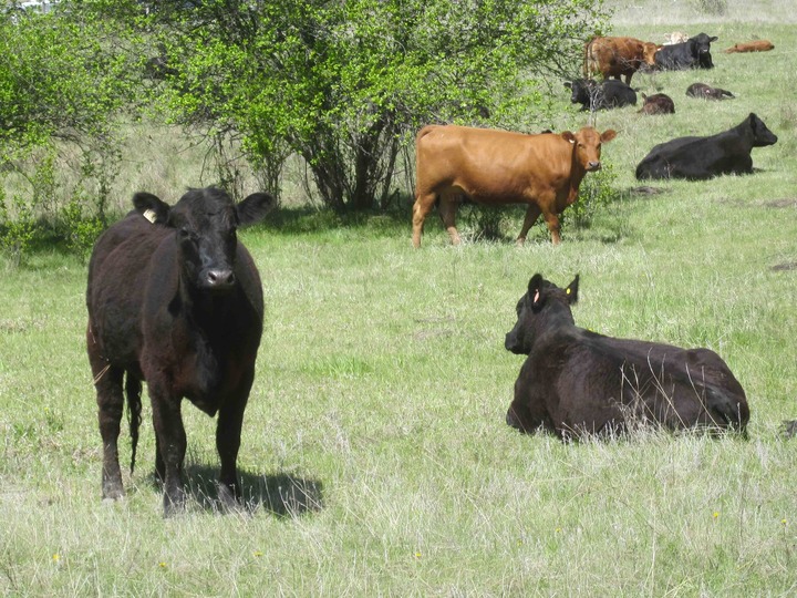 Greeted by cows