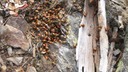 Ladybugs