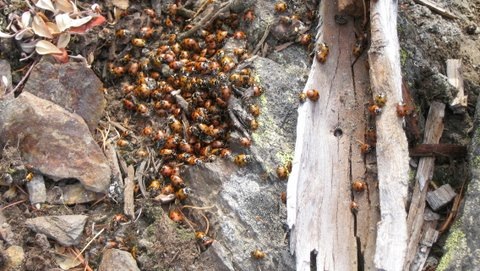 Ladybugs
