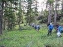 Larch trees