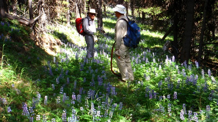 Lupine Lane