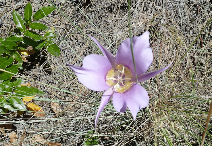 Mariposa lily
