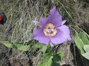 Mariposa Lily