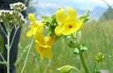 Monkeyflower