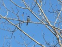 Mountain Bluebird