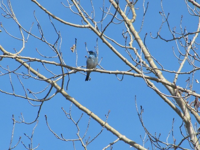Mountain Bluebird