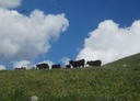 Mountain herd