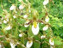 Mountain Ladyslipper