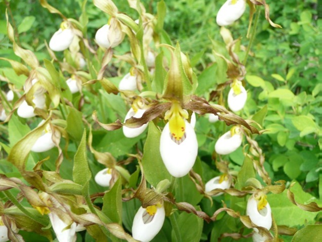 Mountain Ladyslipper