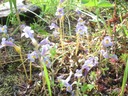 Naked Broomrape