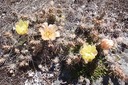 Prickly Pear cactus in bloom