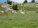 SheepRock flowers