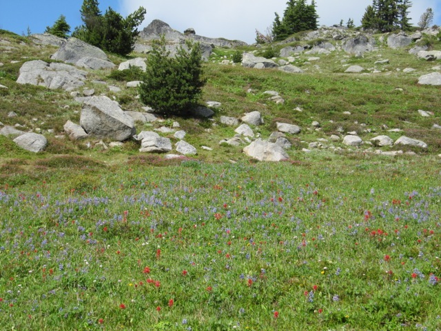 SheepRock flowers