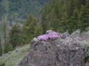 Shrubby Penstemon