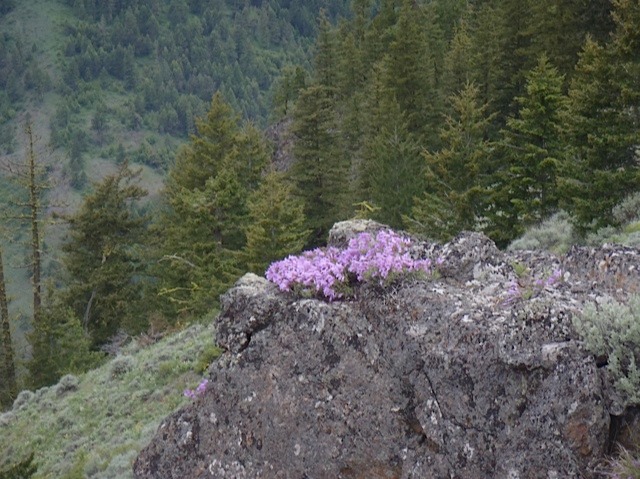 Shrubby Penstemon
