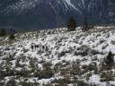 Snow & sage