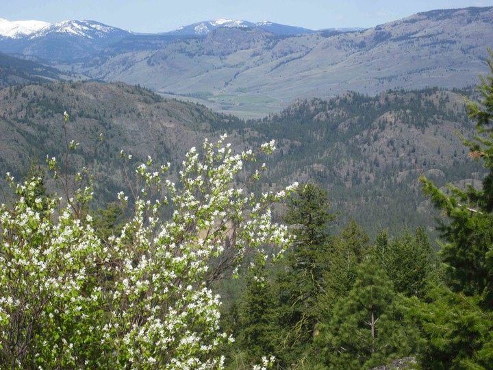 Snow capped peaks