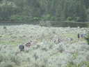 Stepping through the Sagebrush