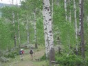 Stroll beneath the aspens