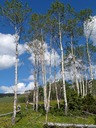 Tall aspens