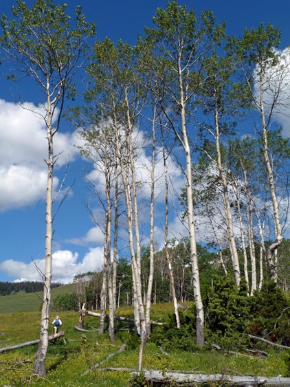 Tall aspens