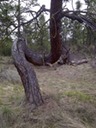 Twisted tree