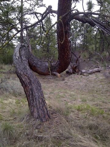 Twisted tree