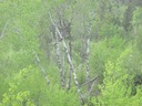 Verdant Aspens