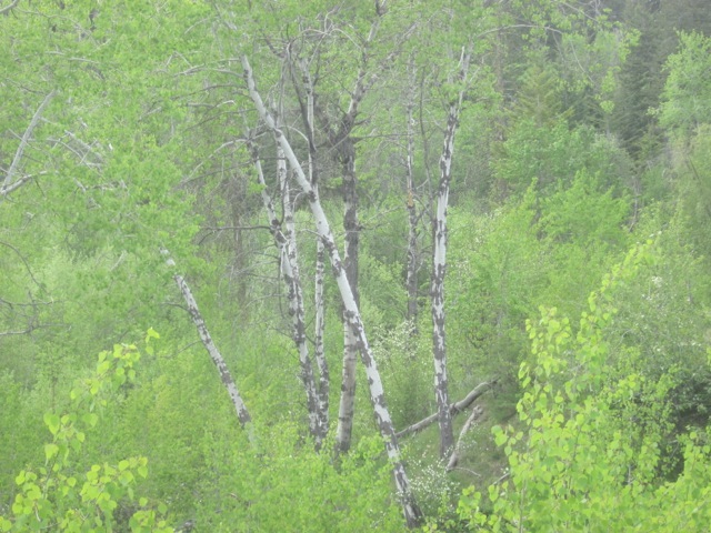 Verdant Aspens