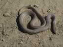 Western Yellow-bellied Racer