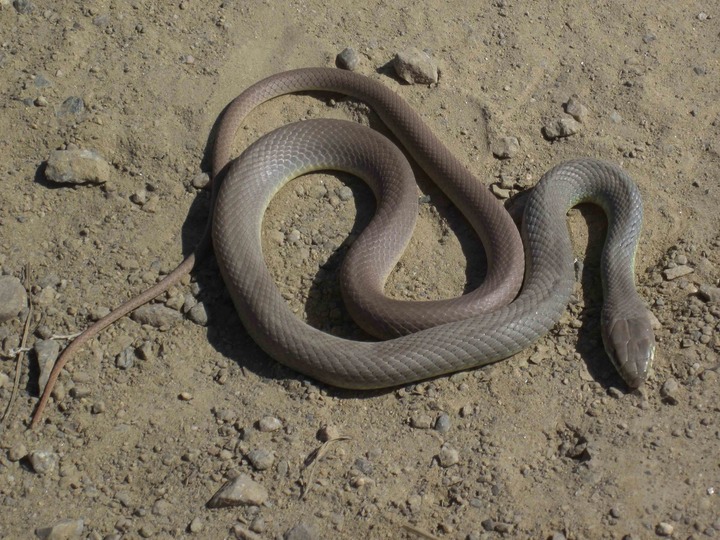 Western Yellow-bellied Racer