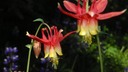 Wild Columbine