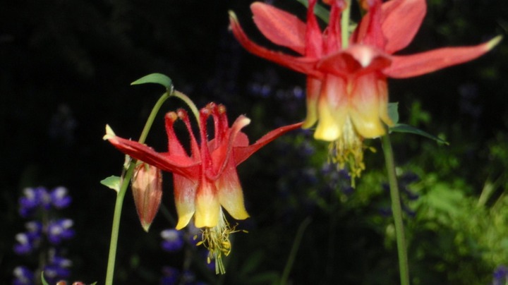 Wild Columbine