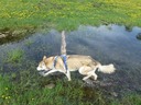 'Yukon' cools off